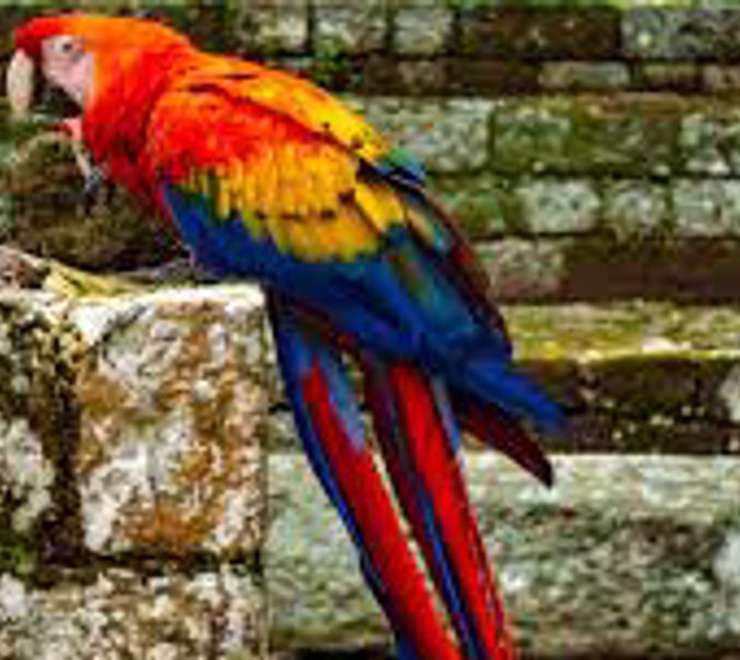 Spot Scarlet Macaws in Town