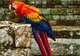 Spot Scarlet Macaws in Town
