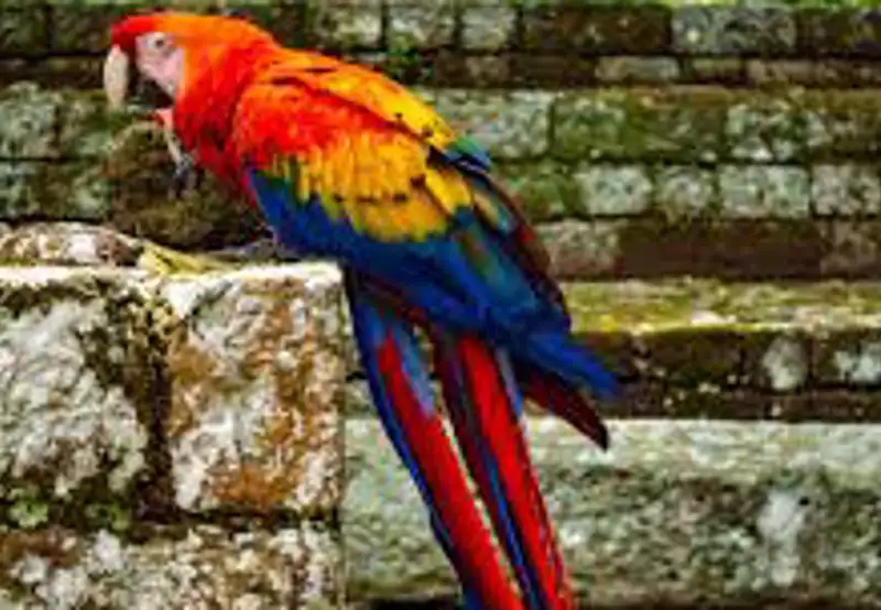 Spot Scarlet Macaws in Town