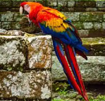 Image related to Spot Scarlet Macaws in Town