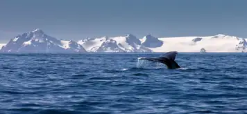 Image related to Whales