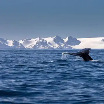 Image related to Image related to Whales