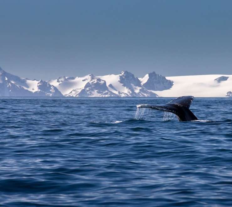 Whales