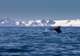 Whales