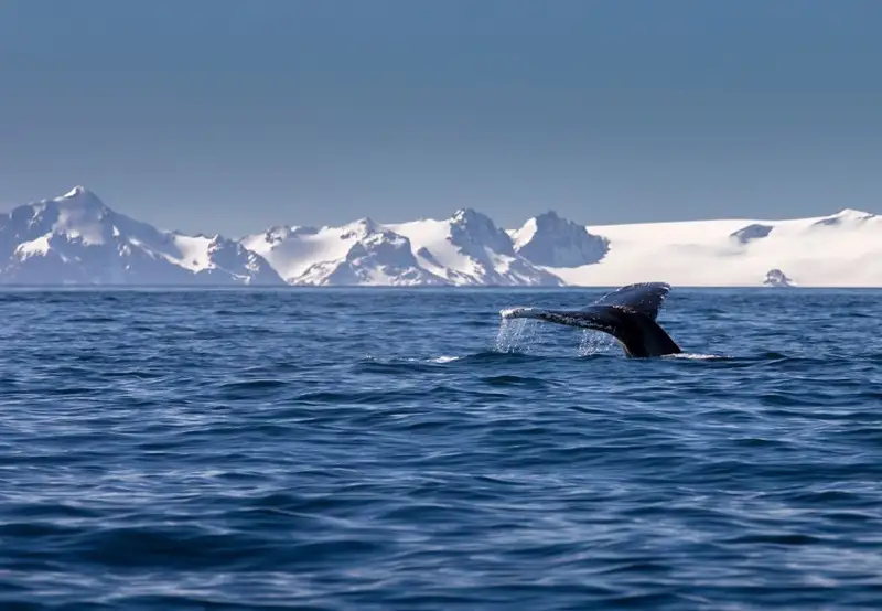 Whales
