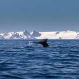 Image related to Whales