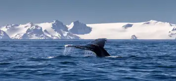 Image related to Image related to Whales