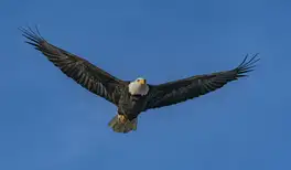 Image related to American Bald Eagle Foundation