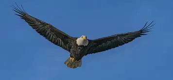 Image related to American Bald Eagle Foundation Haines Alaska