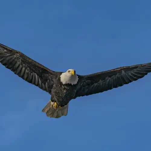 Image related to American Bald Eagle Foundation