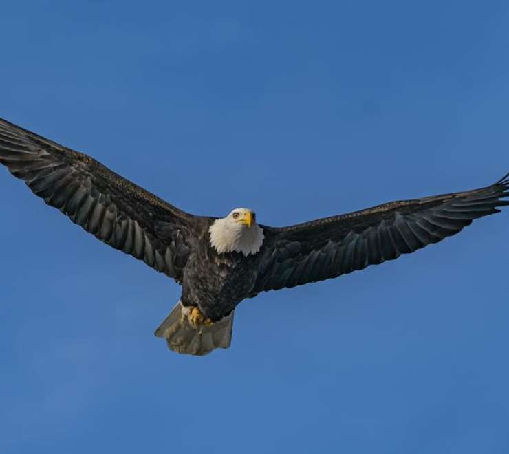 American Bald Eagle Foundation
