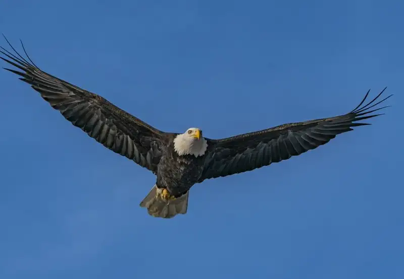 American Bald Eagle Foundation