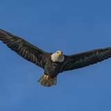 American Bald Eagle Foundation Haines Alaska