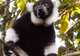 Lemur Spotting