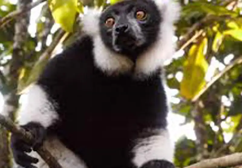 Lemur Spotting