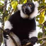 Image related to Lemur Spotting