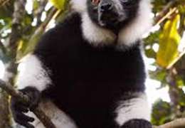 IgluCruise.Application.ViewModels.Shared.WebImageViewModel?.Description