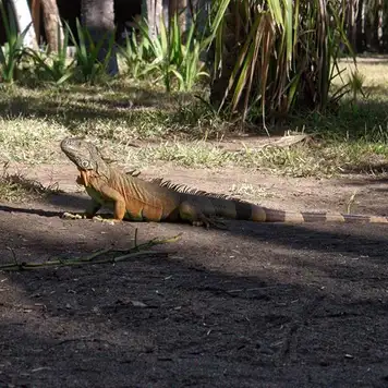 Image related to Parque Eco-Arqueologico copalita Huatulco Mexico