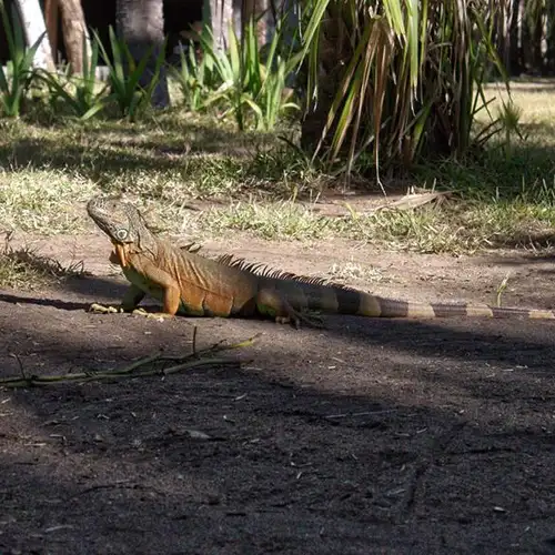 Image related to Parque Eco-Arqueológico Copalita