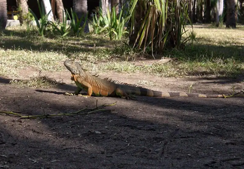 Parque Eco-Arqueologico copalita Huatulco Mexico