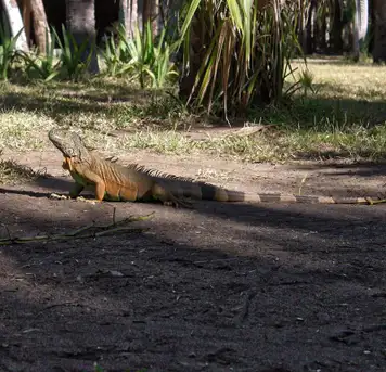 Image related to Parque Eco-Arqueológico Copalita