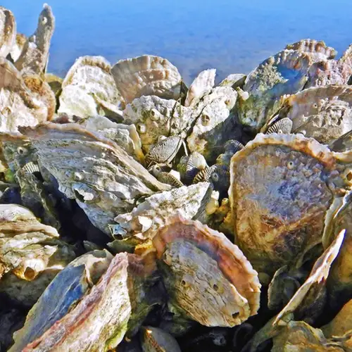 Image related to Search for Giant Oysters