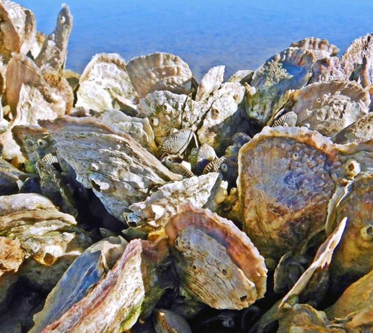 Search for Giant Oysters