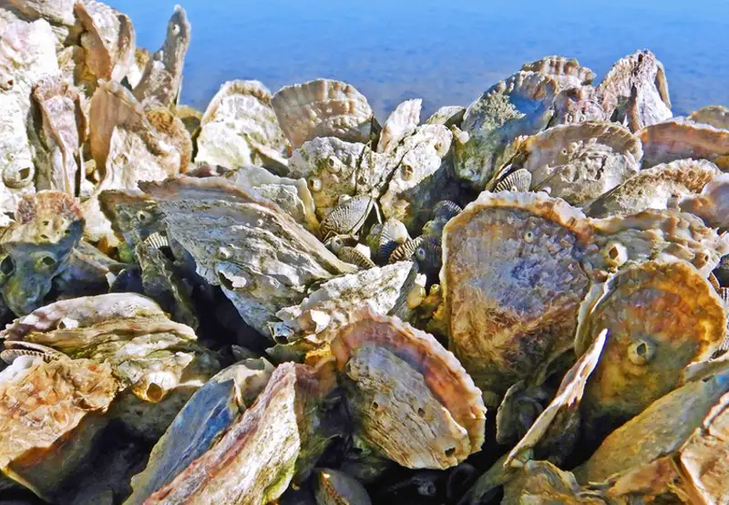 Search for Giant Oysters