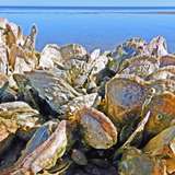 Image related to Search for Giant Oysters