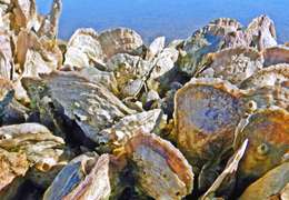 IgluCruise.Application.ViewModels.Shared.WebImageViewModel?.Description