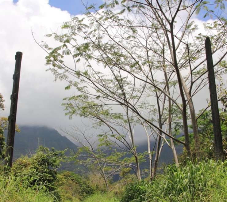 Jurassic Park Gate