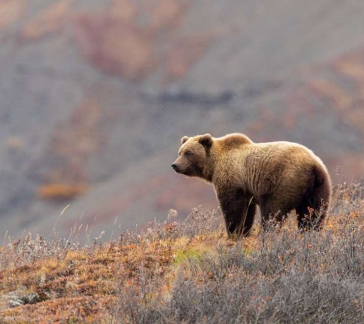 Grizzly Bears