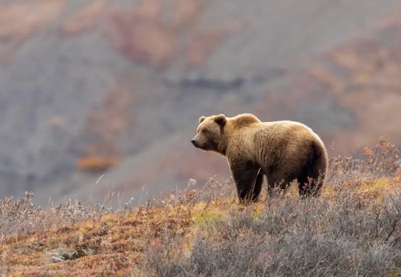 Grizzly Bears