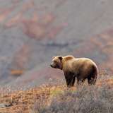 Image related to Grizzly Bears