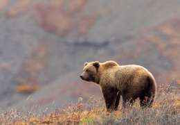 IgluCruise.Application.ViewModels.Shared.WebImageViewModel?.Description