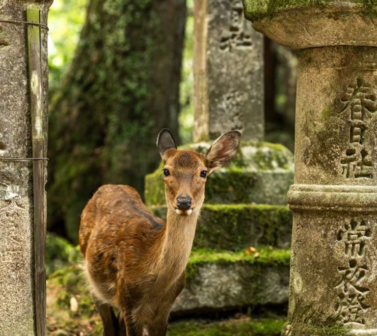 Kyoto - Nara Deer Park