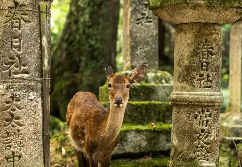 Kyoto - Nara Deer Park