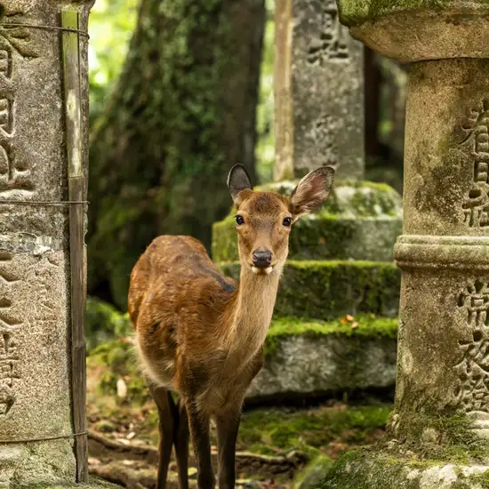 Image related to Kyoto - Nara Deer Park
