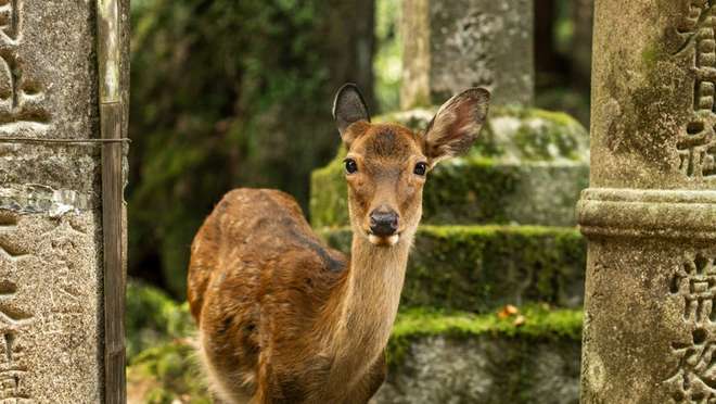 Nara Park Tour