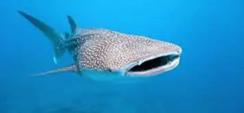 Image related to Swim with Whale Sharks