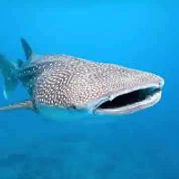 Image related to Swim with Whale Sharks