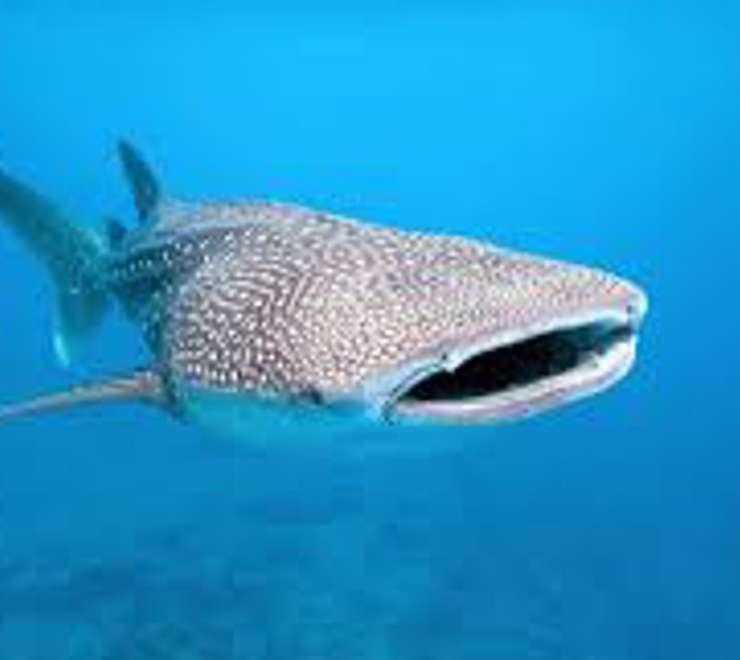 Swim with Whale Sharks