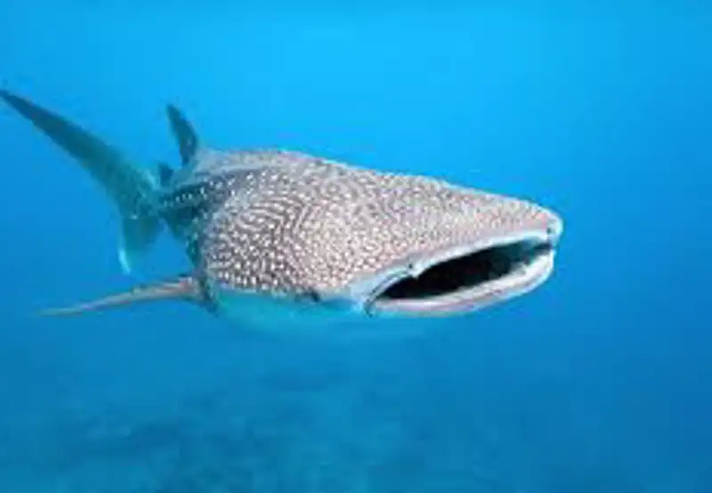 Swim with Whale Sharks