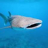 Image related to Swim with Whale Sharks