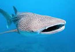 IgluCruise.Application.ViewModels.Shared.WebImageViewModel?.Description