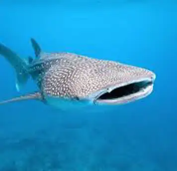 Image related to Swim with Whale Sharks