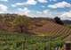 Paso Robles