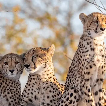 Image related to Transfer Stellenbosch to Sanbona Wildlife Reserve