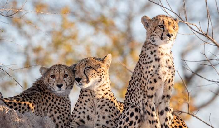 Transfer Stellenbosch to Sanbona Wildlife Reserve