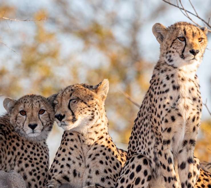 Transfer Stellenbosch to Sanbona Wildlife Reserve